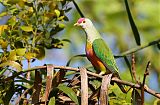 Rose-crowned Fruit-Dove